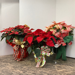Poinsettia Plant from Casey's Garden Shop & Florist, Bloomington Flower Shop