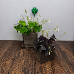 Shamrock Plant from Casey's Garden Shop & Florist, Bloomington Flower Shop
