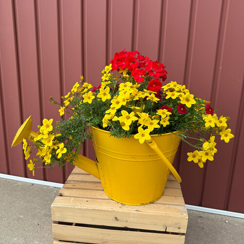 Watering Can Planter from Casey's Garden Shop & Florist, Bloomington Flower Shop