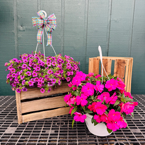 11” Hanging Basket from Casey's Garden Shop & Florist, Bloomington Flower Shop