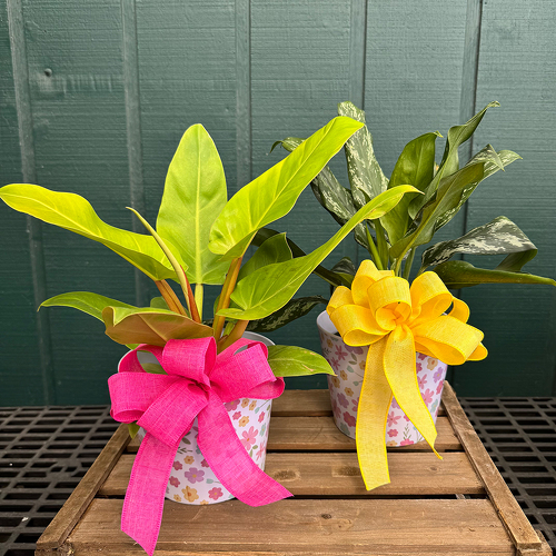 All Because of You from Casey's Garden Shop & Florist, Bloomington Flower Shop