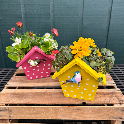 Birdhouse Planter  from Casey's Garden Shop & Florist, Bloomington Flower Shop