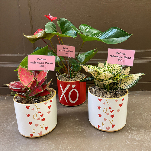 Deluxe Valentine Plant from Casey's Garden Shop & Florist, Bloomington Flower Shop