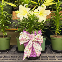 Easter Lily Special from Casey's Garden Shop & Florist, Bloomington Flower Shop