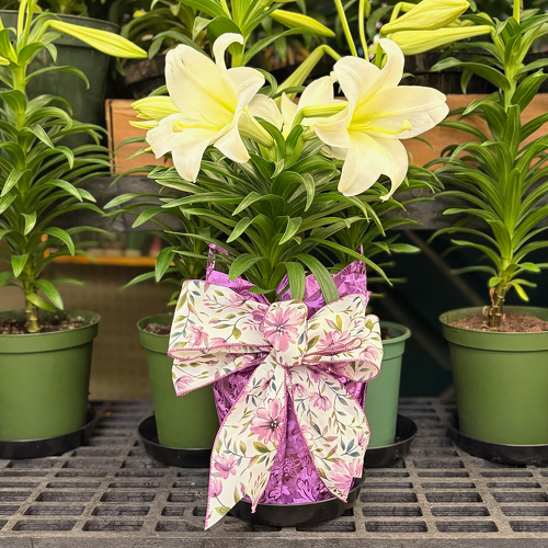 Easter Lily Special from Casey's Garden Shop & Florist, Bloomington Flower Shop