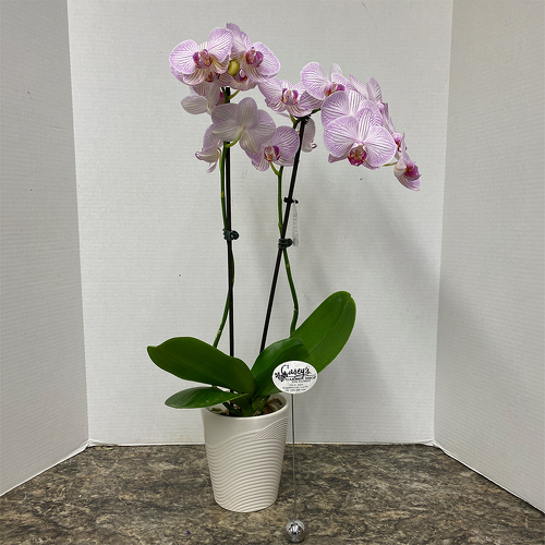 Elegant Orchid Plant from Casey's Garden Shop & Florist, Bloomington Flower Shop