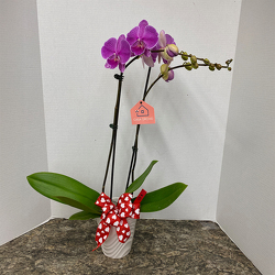 Large Valentine Orchid from Casey's Garden Shop & Florist, Bloomington Flower Shop