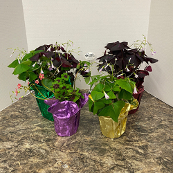 O'Casey's Shamrock from Casey's Garden Shop & Florist, Bloomington Flower Shop