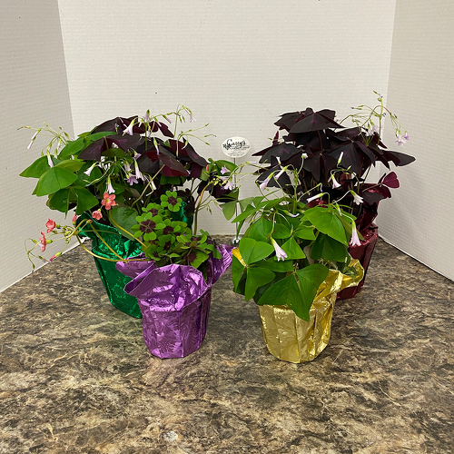 O'Casey's Shamrock from Casey's Garden Shop & Florist, Bloomington Flower Shop