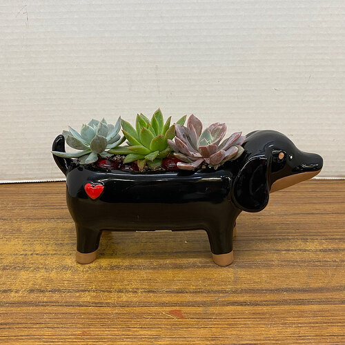 Pawsitively Adorable from Casey's Garden Shop & Florist, Bloomington Flower Shop