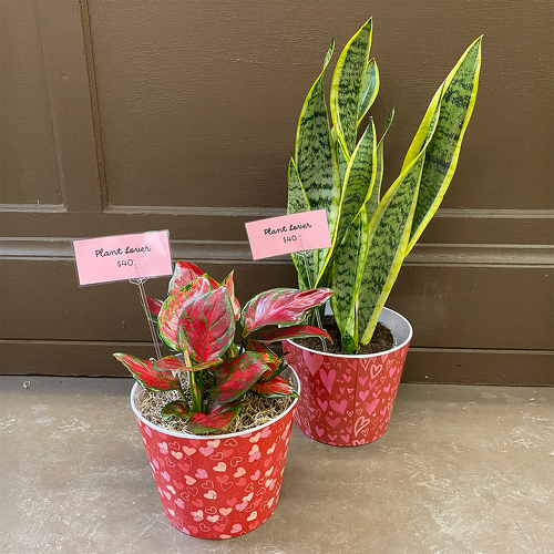 Plant Lover from Casey's Garden Shop & Florist, Bloomington Flower Shop