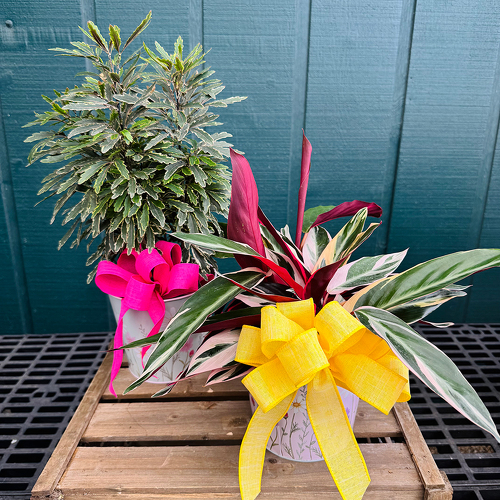 Planted in Life  from Casey's Garden Shop & Florist, Bloomington Flower Shop