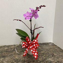 Small Valentine Orchid from Casey's Garden Shop & Florist, Bloomington Flower Shop