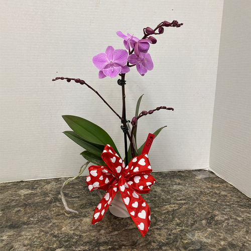 Small Valentine Orchid from Casey's Garden Shop & Florist, Bloomington Flower Shop