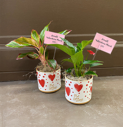 Small Valentine Plant from Casey's Garden Shop & Florist, Bloomington Flower Shop