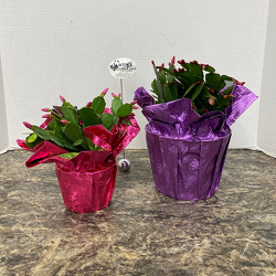 Spring Cactus from Casey's Garden Shop & Florist, Bloomington Flower Shop