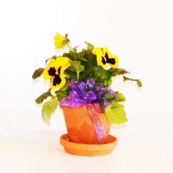 Happy Face Pansy     from Casey's Garden Shop & Florist, Bloomington Flower Shop
