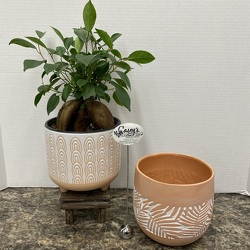 Tabletop Money Tree from Casey's Garden Shop & Florist, Bloomington Flower Shop