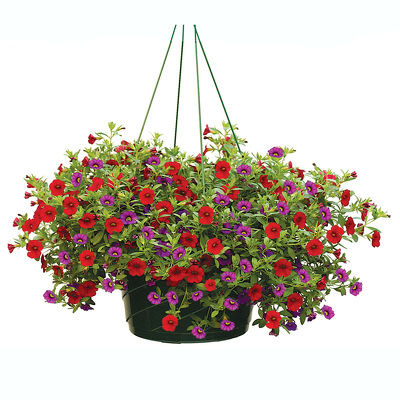 clipart hanging flower basket - photo #42
